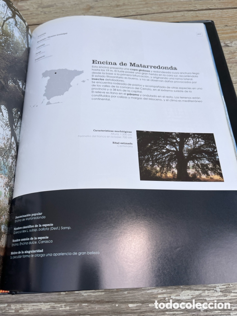 Libros de segunda mano: IP &Aacute;RBOLES SINGULARES DE ESPA&Ntilde;A. - Foto 5