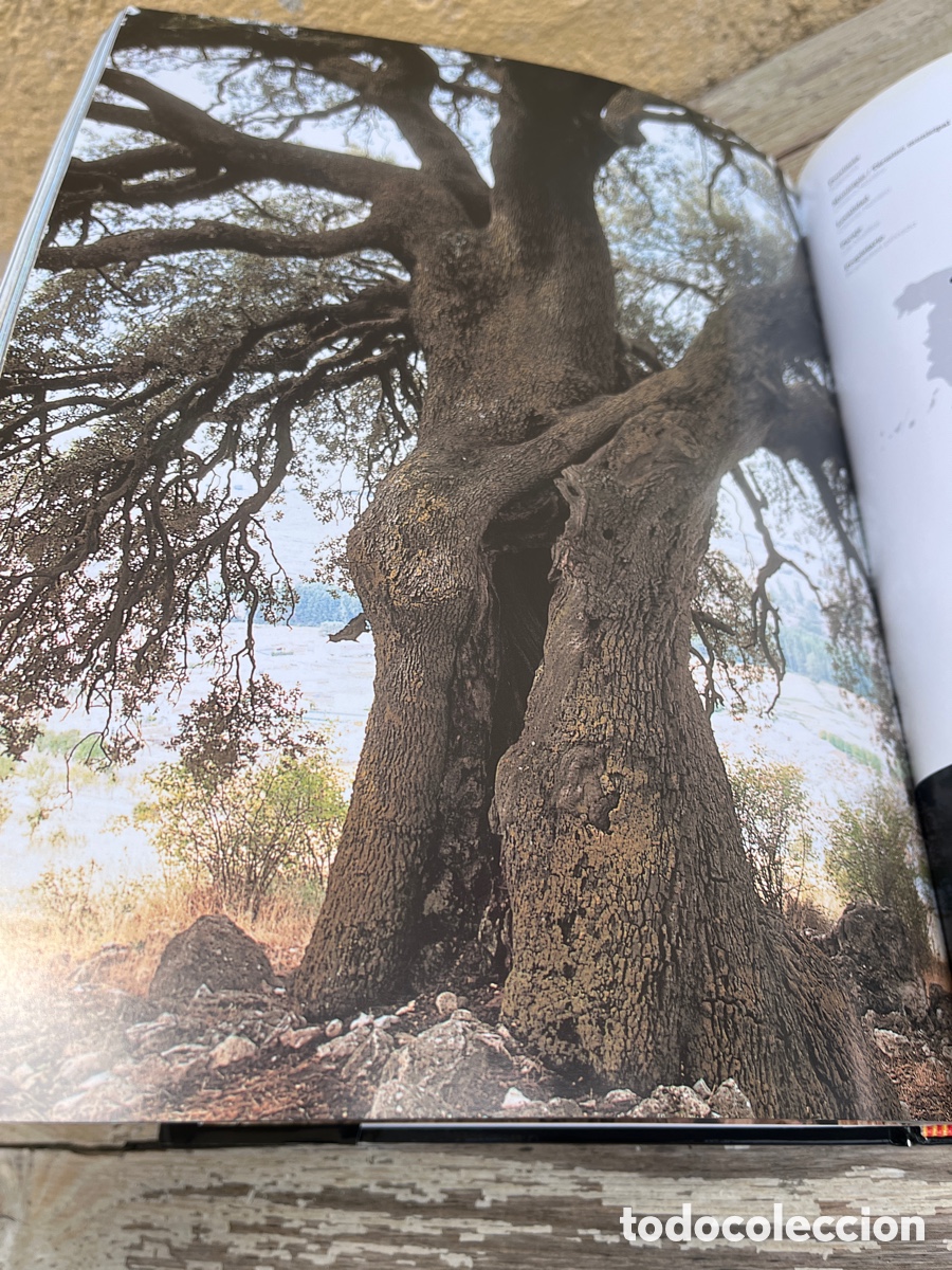 Libros de segunda mano: IP &Aacute;RBOLES SINGULARES DE ESPA&Ntilde;A. - Foto 6