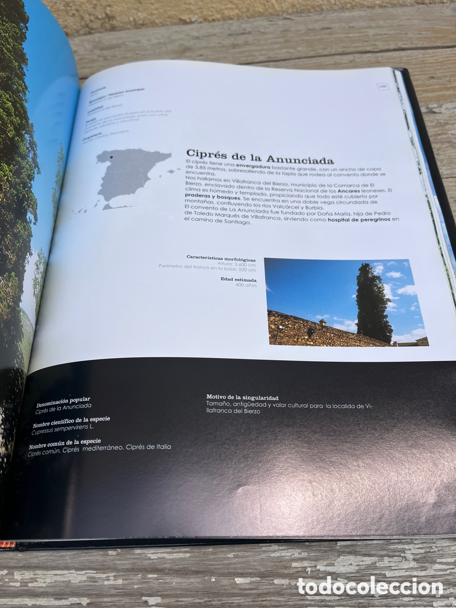 Libros de segunda mano: IP &Aacute;RBOLES SINGULARES DE ESPA&Ntilde;A. - Foto 7