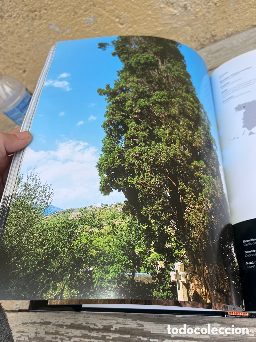 Libros de segunda mano: IP &Aacute;RBOLES SINGULARES DE ESPA&Ntilde;A. - Foto 8