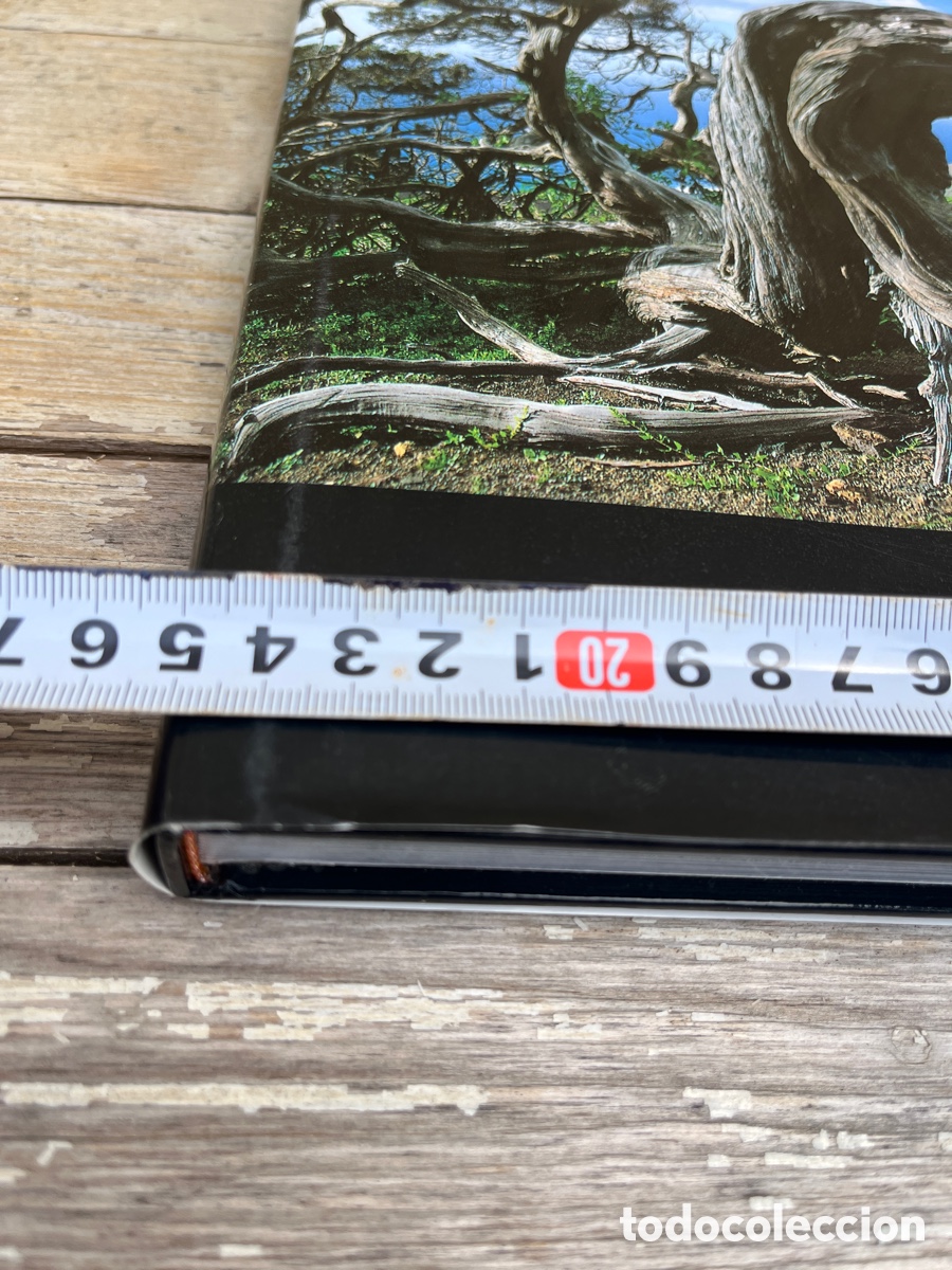 Libros de segunda mano: IP &Aacute;RBOLES SINGULARES DE ESPA&Ntilde;A. - Foto 10