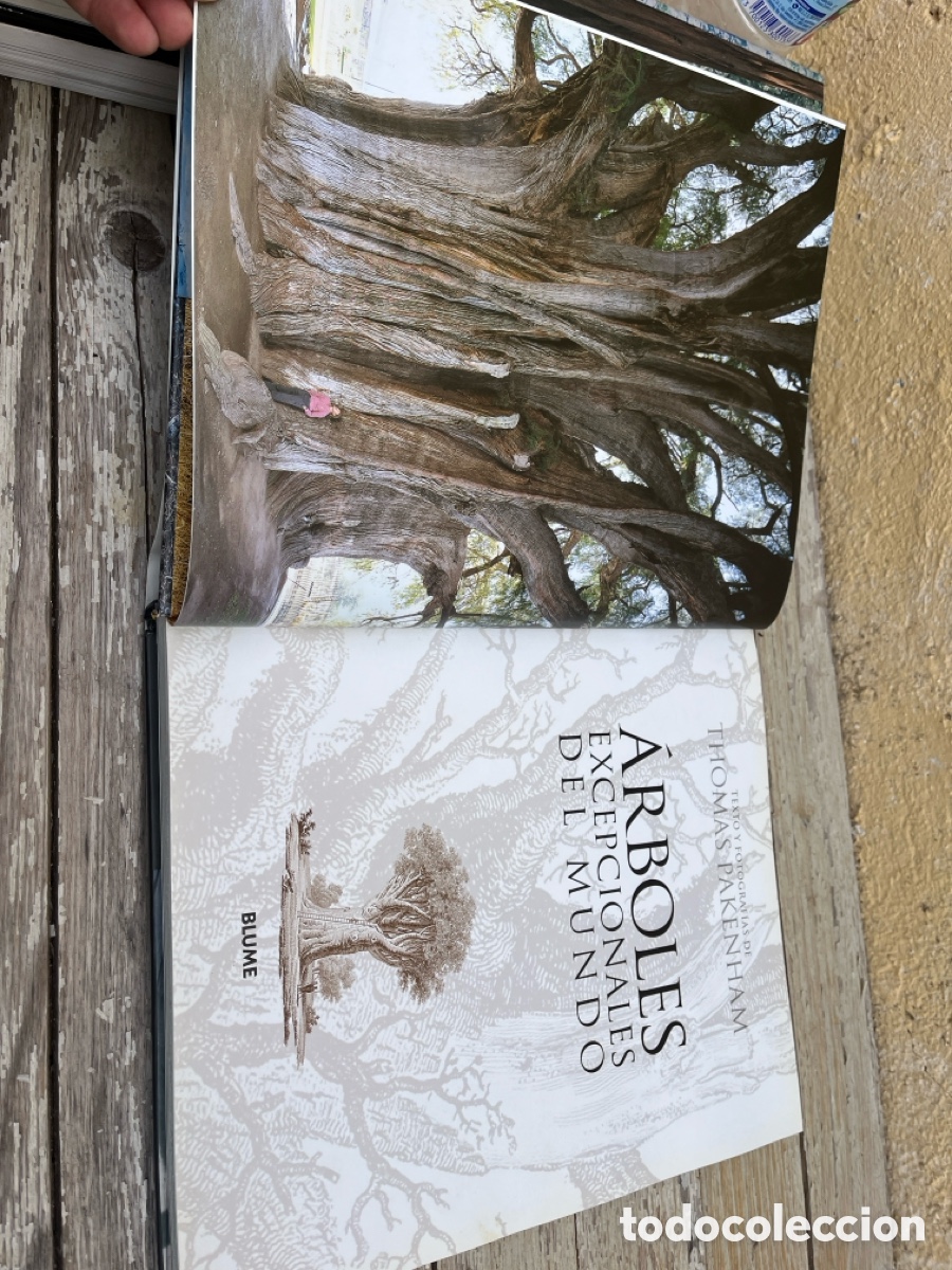 Libros de segunda mano: IP &Aacute;RBOLES EXCEPCIONALES DEL MUNDO. - Foto 4