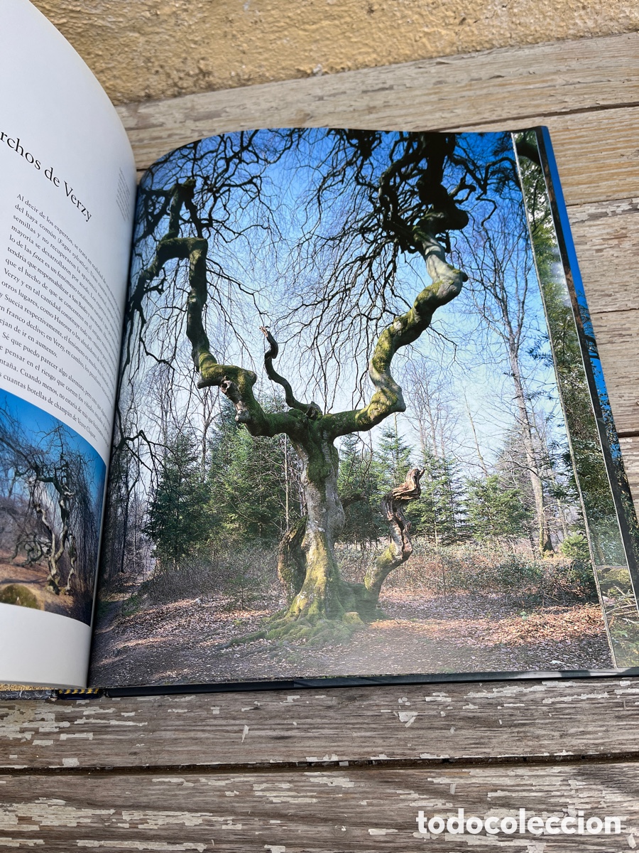 Libros de segunda mano: IP &Aacute;RBOLES EXCEPCIONALES DEL MUNDO. - Foto 6