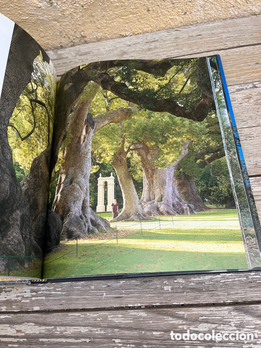 Libros de segunda mano: IP &Aacute;RBOLES EXCEPCIONALES DEL MUNDO. - Foto 7
