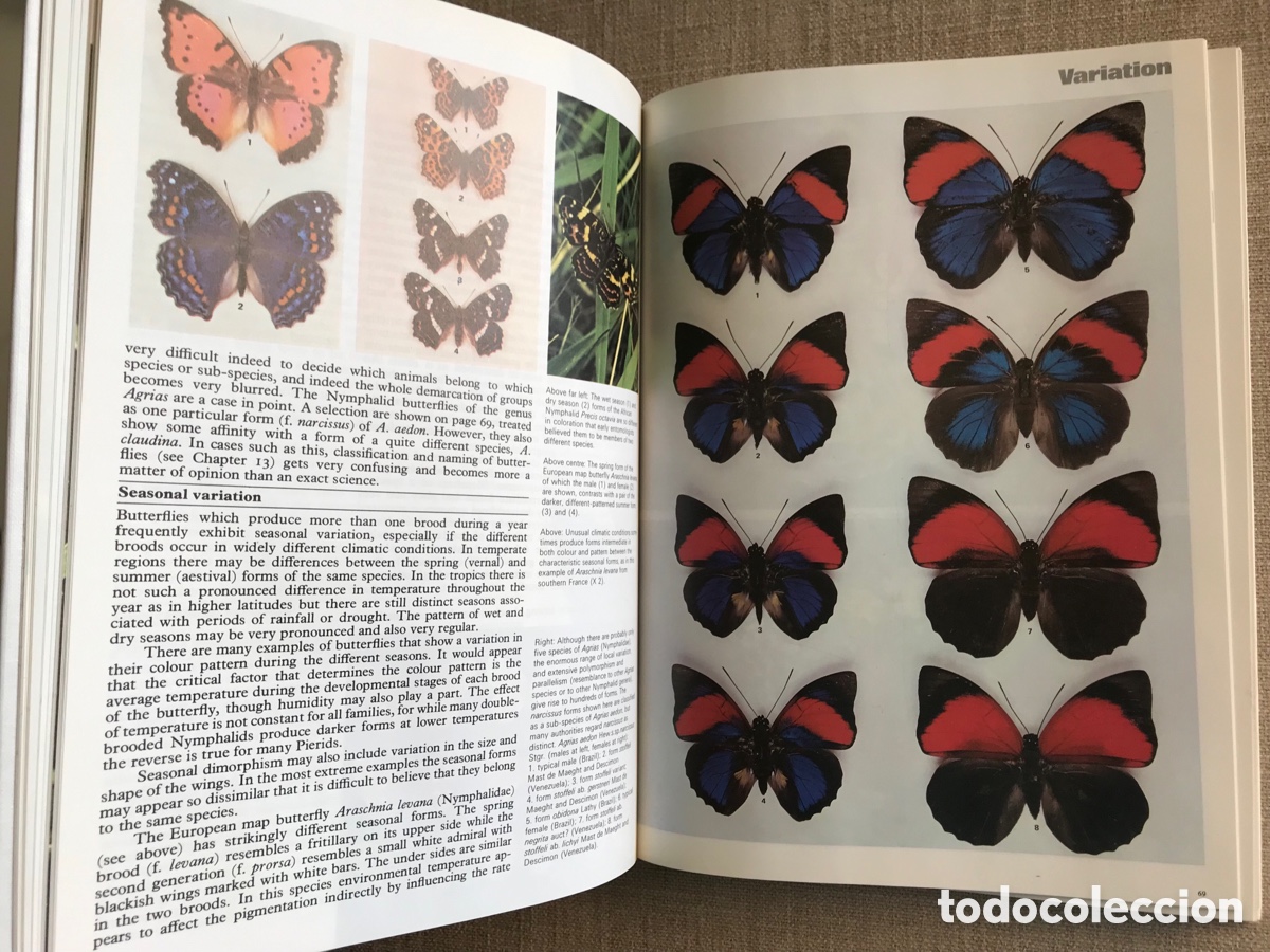 Libros de segunda mano: Mariposas del Mundo. Gu&iacute;a de Mariposas. - Foto 6
