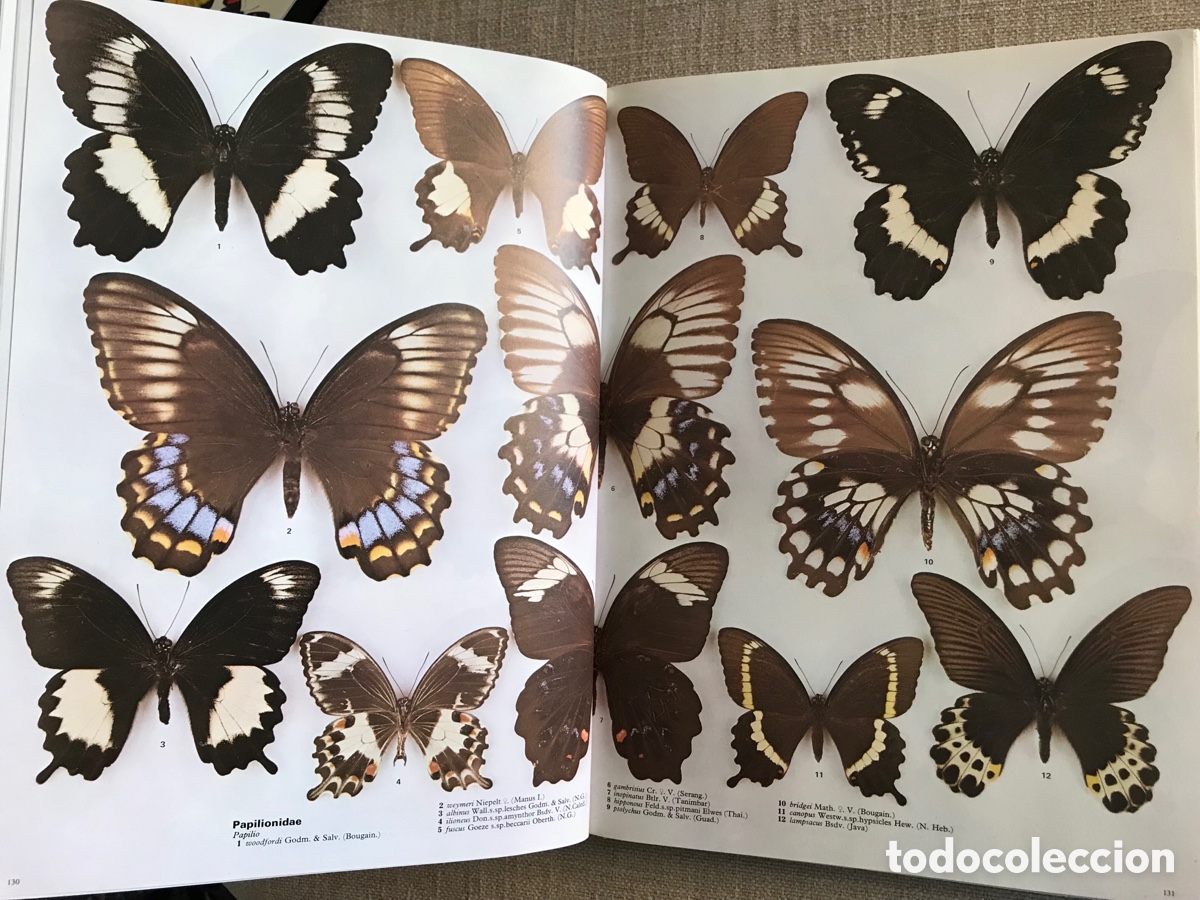 Libros de segunda mano: Mariposas del Mundo. Gu&iacute;a de Mariposas. - Foto 8