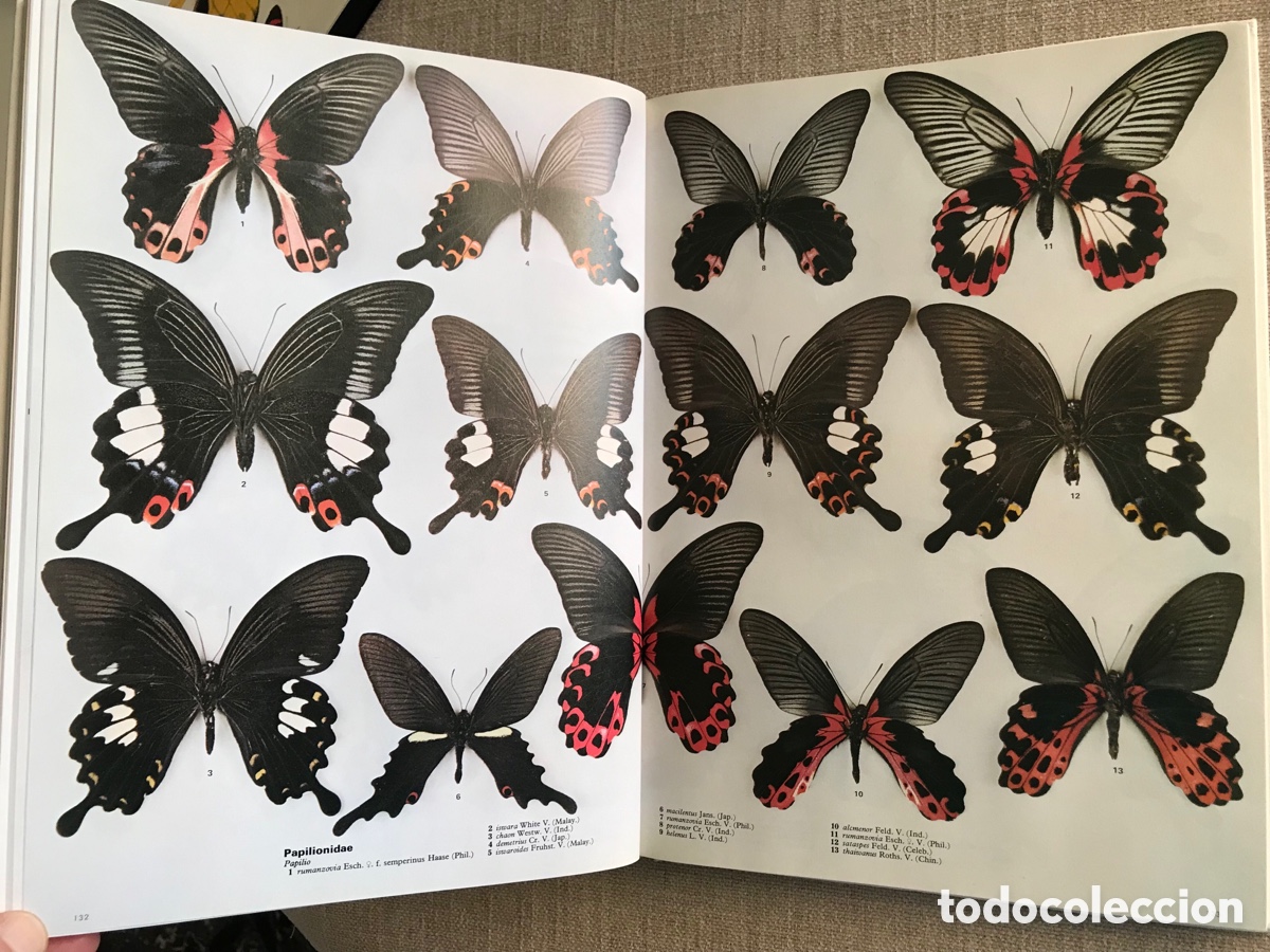 Libros de segunda mano: Mariposas del Mundo. Gu&iacute;a de Mariposas. - Foto 9