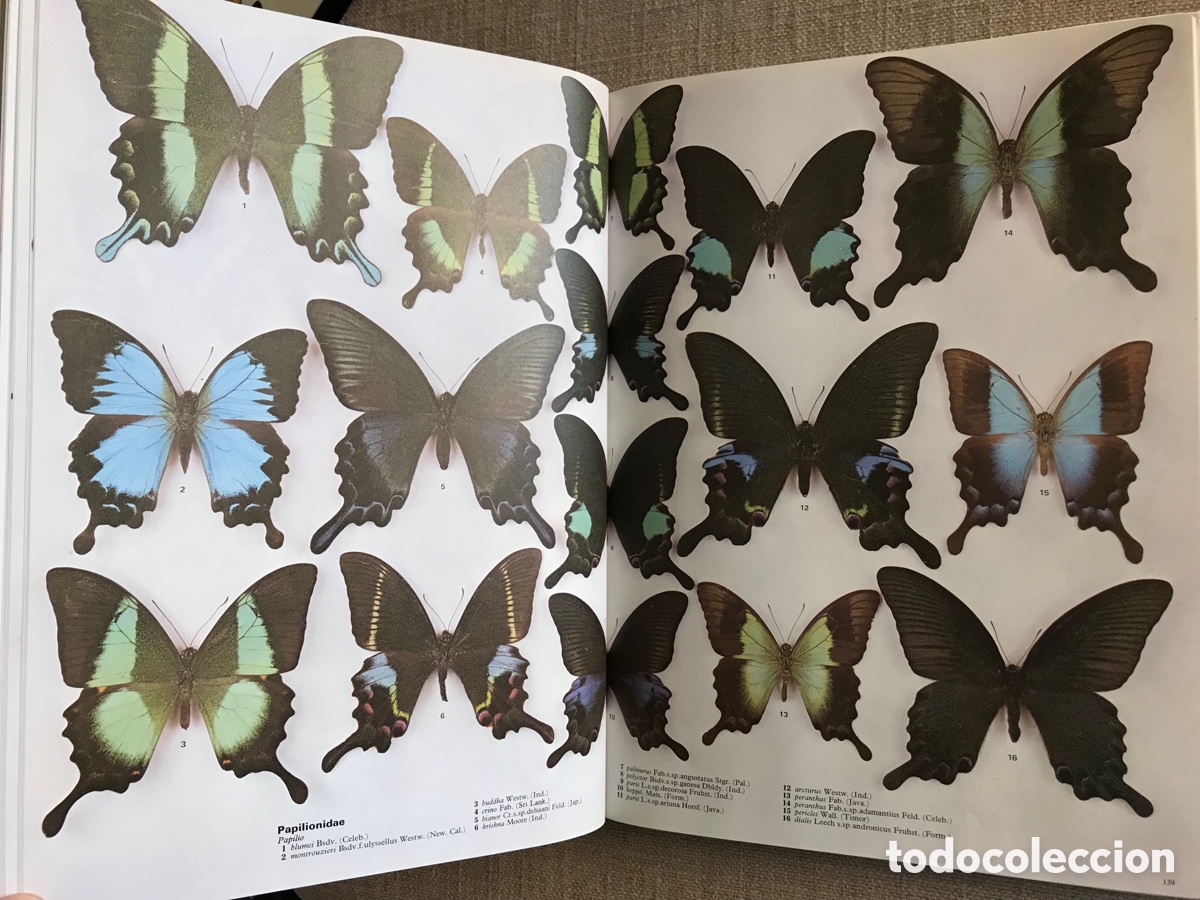 Libros de segunda mano: Mariposas del Mundo. Gu&iacute;a de Mariposas. - Foto 10