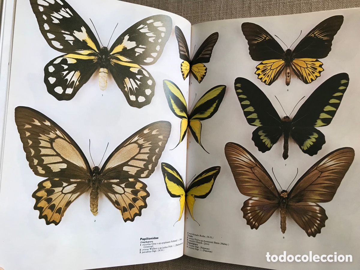 Libros de segunda mano: Mariposas del Mundo. Gu&iacute;a de Mariposas. - Foto 12