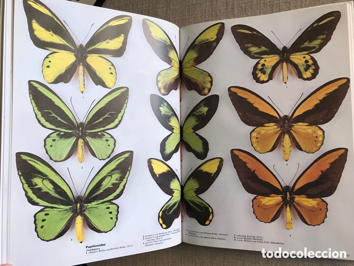 Libros de segunda mano: Mariposas del Mundo. Gu&iacute;a de Mariposas. - Foto 13