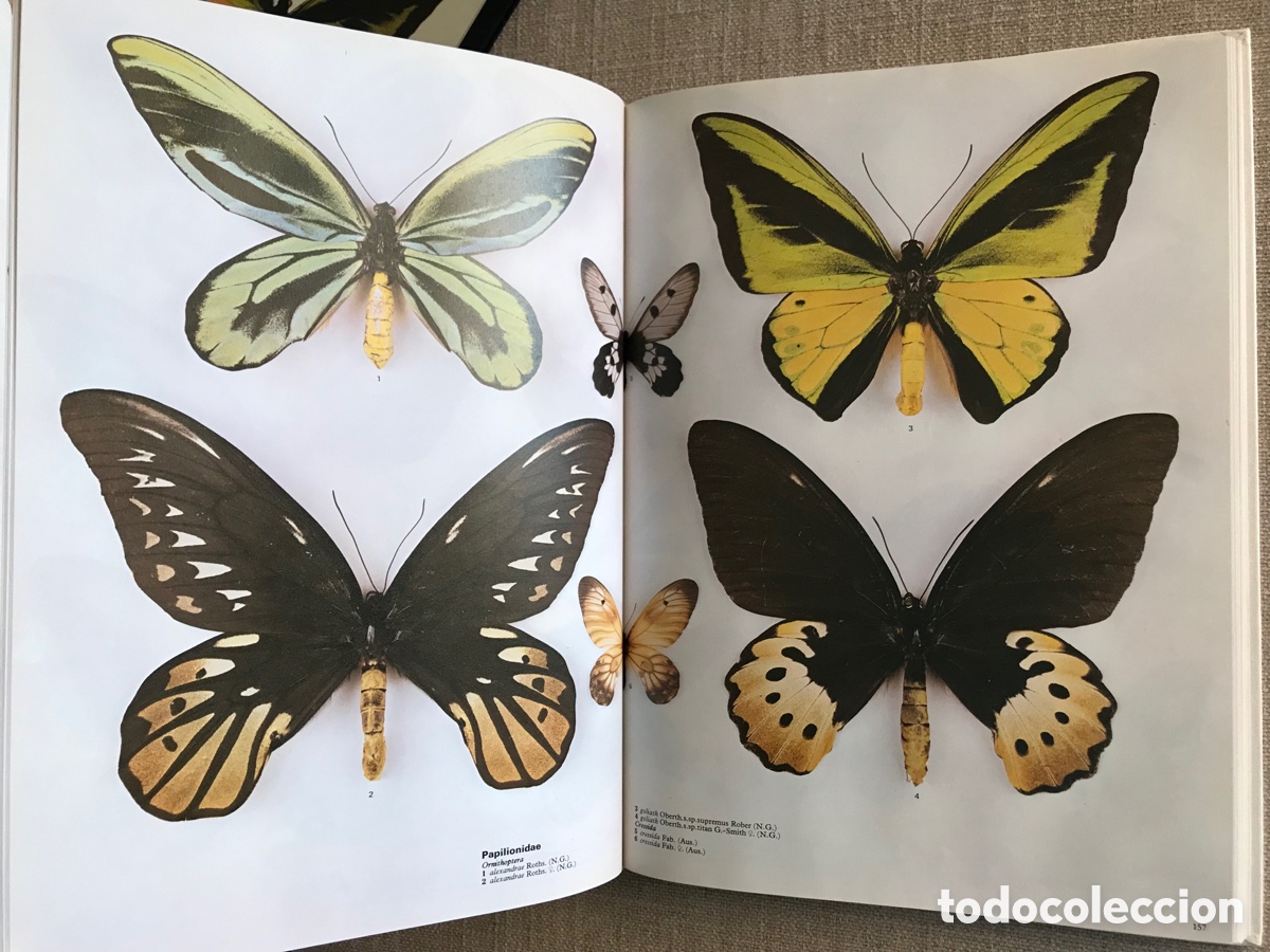 Libros de segunda mano: Mariposas del Mundo. Gu&iacute;a de Mariposas. - Foto 14