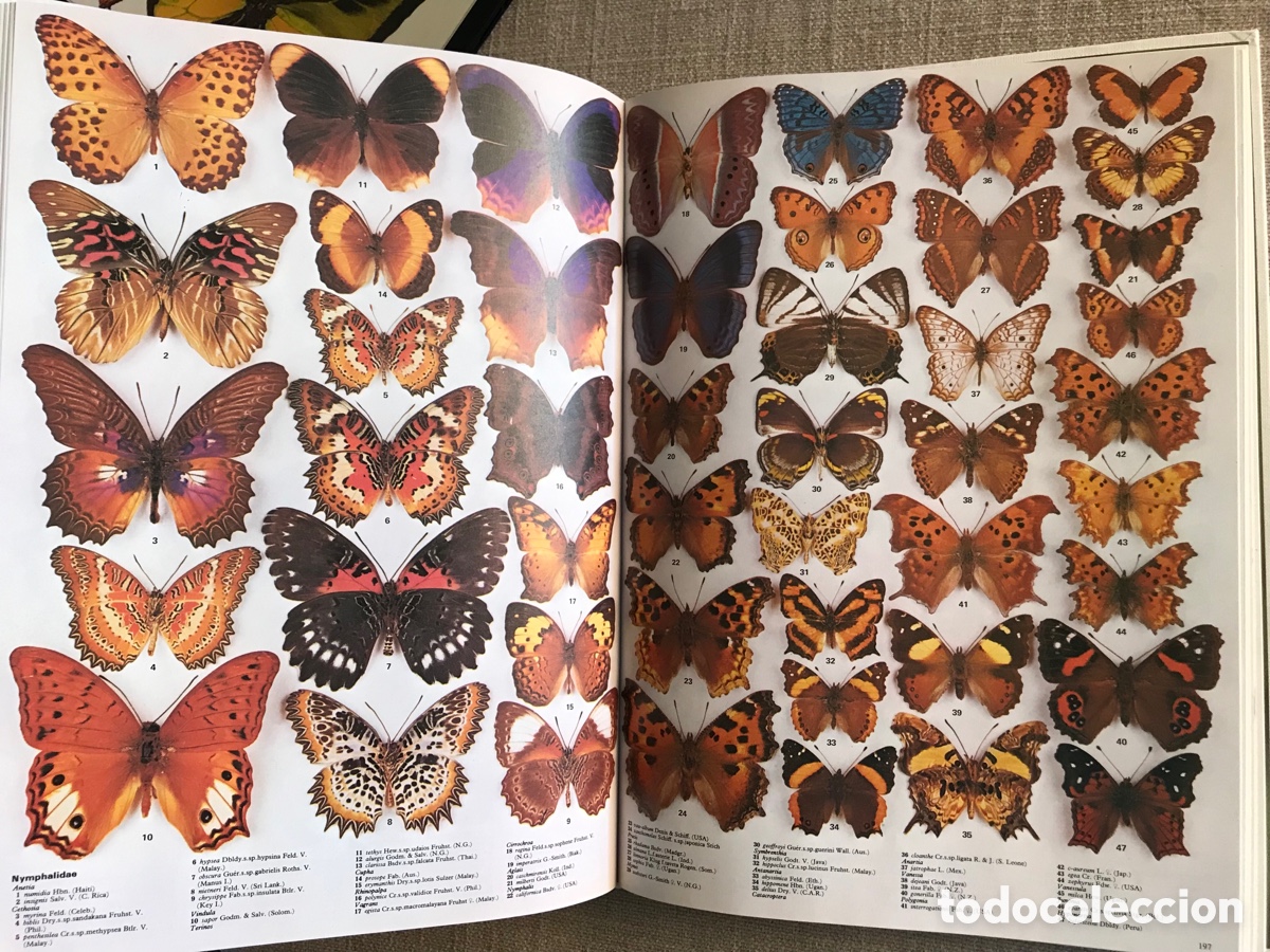 Libros de segunda mano: Mariposas del Mundo. Gu&iacute;a de Mariposas. - Foto 15