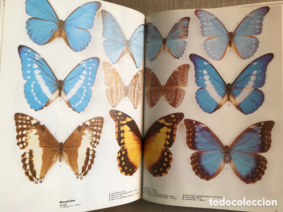 Libros de segunda mano: Mariposas del Mundo. Gu&iacute;a de Mariposas. - Foto 17