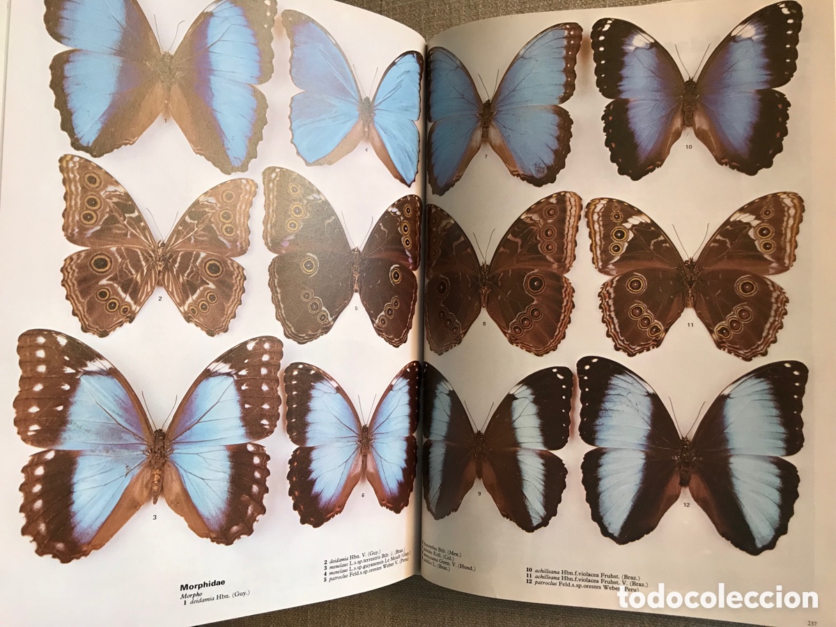 Libros de segunda mano: Mariposas del Mundo. Gu&iacute;a de Mariposas. - Foto 18