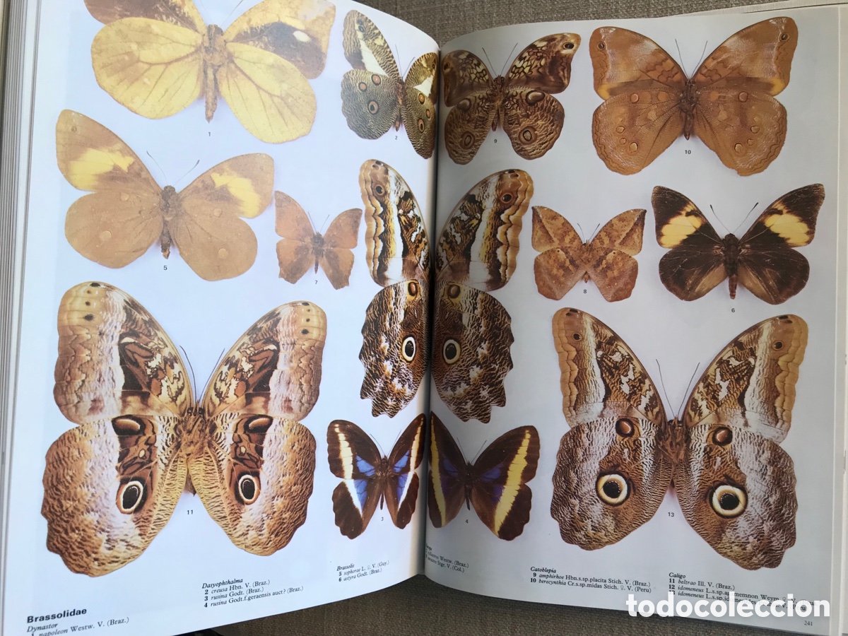 Libros de segunda mano: Mariposas del Mundo. Gu&iacute;a de Mariposas. - Foto 19