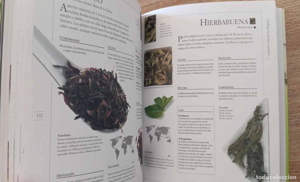 Libros de segunda mano: HIERBAS Y PLANTAS MEDICINALES - ED. TIKAL - Foto 2