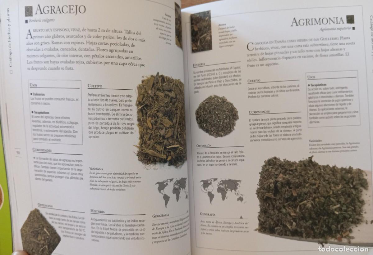 Libros de segunda mano: HIERBAS Y PLANTAS MEDICINALES - ED. TIKAL - Foto 3