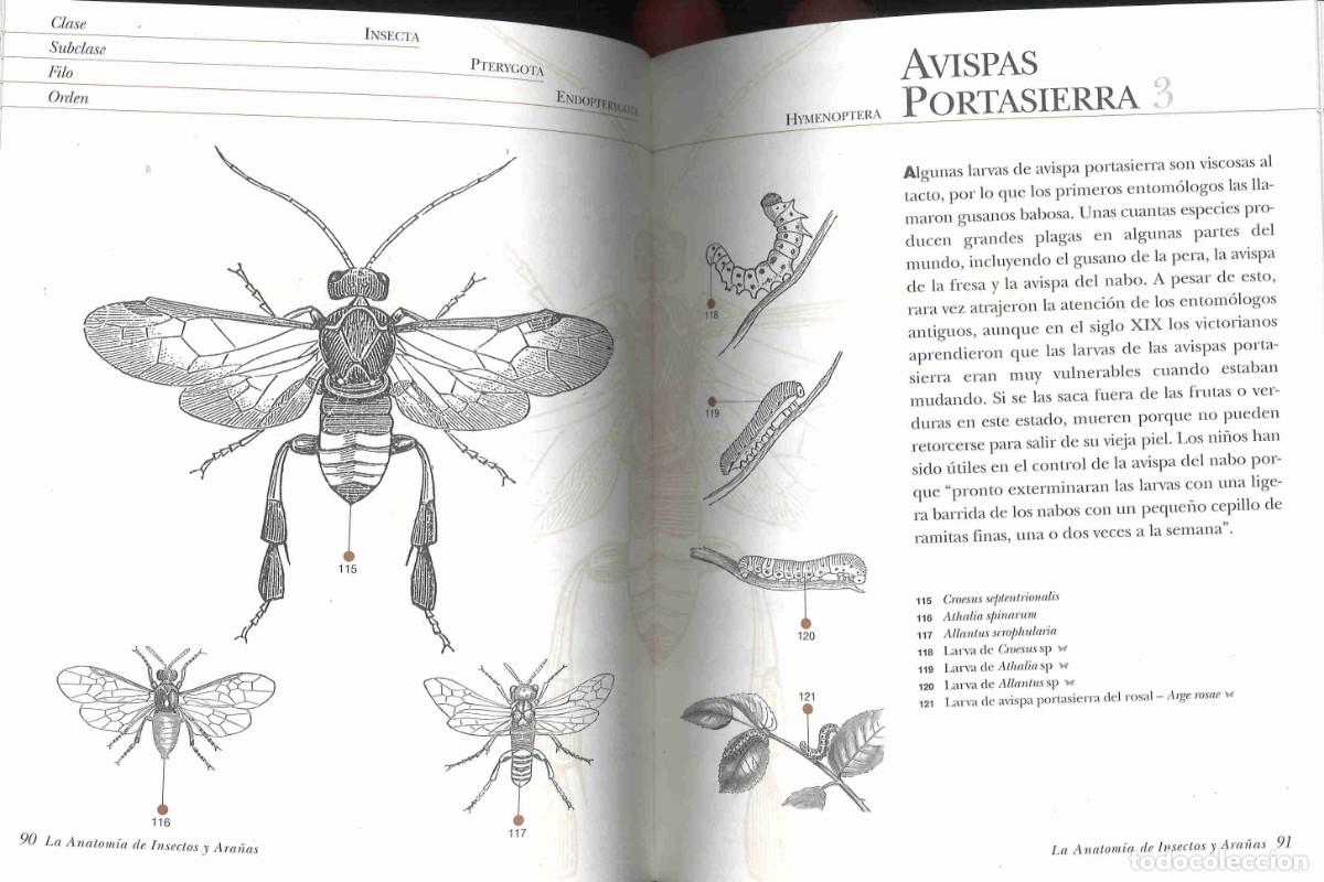 Libros de segunda mano: La anatom&iacute;a de insectos y ara&ntilde;as. 2003 - Foto 3