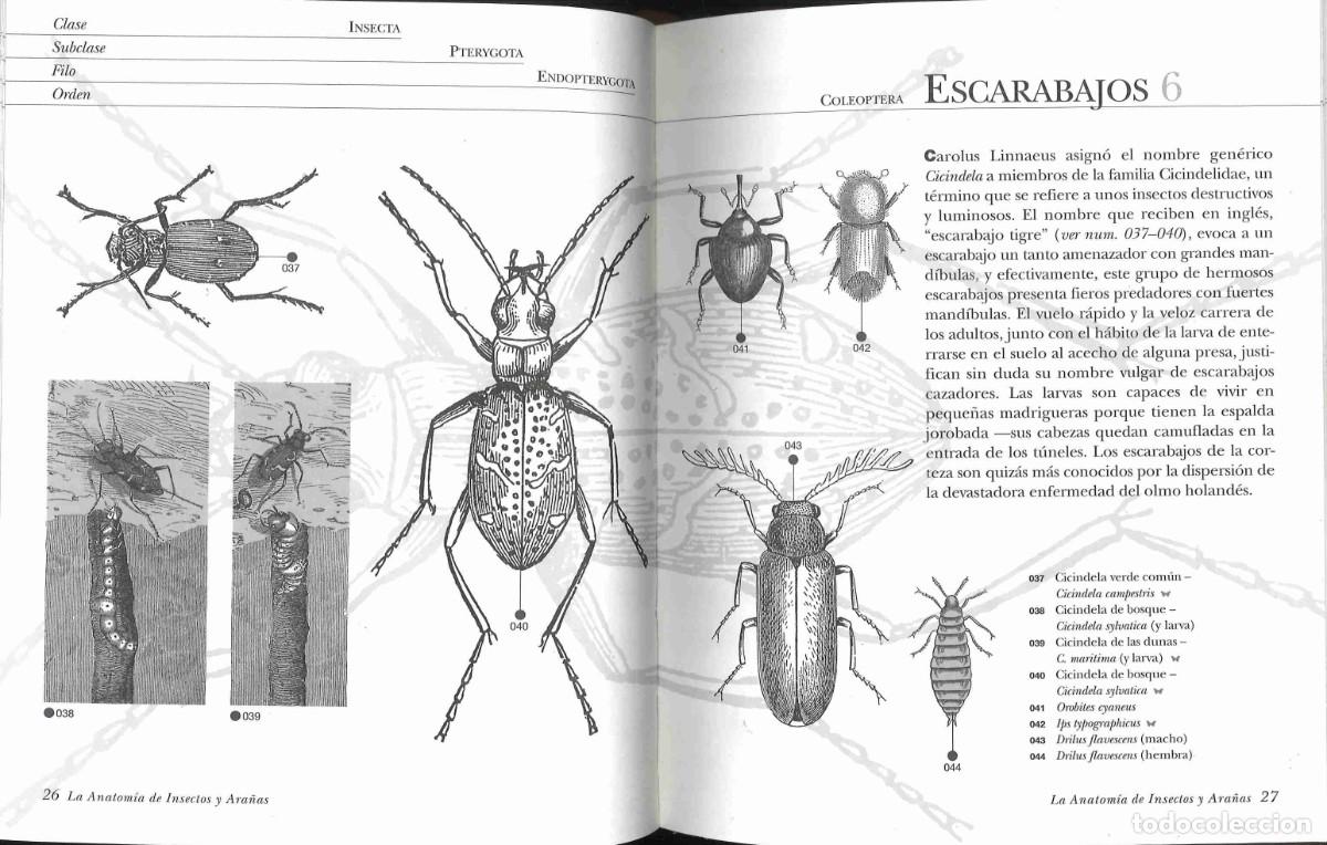 Libros de segunda mano: La anatom&iacute;a de insectos y ara&ntilde;as. 2003 - Foto 4