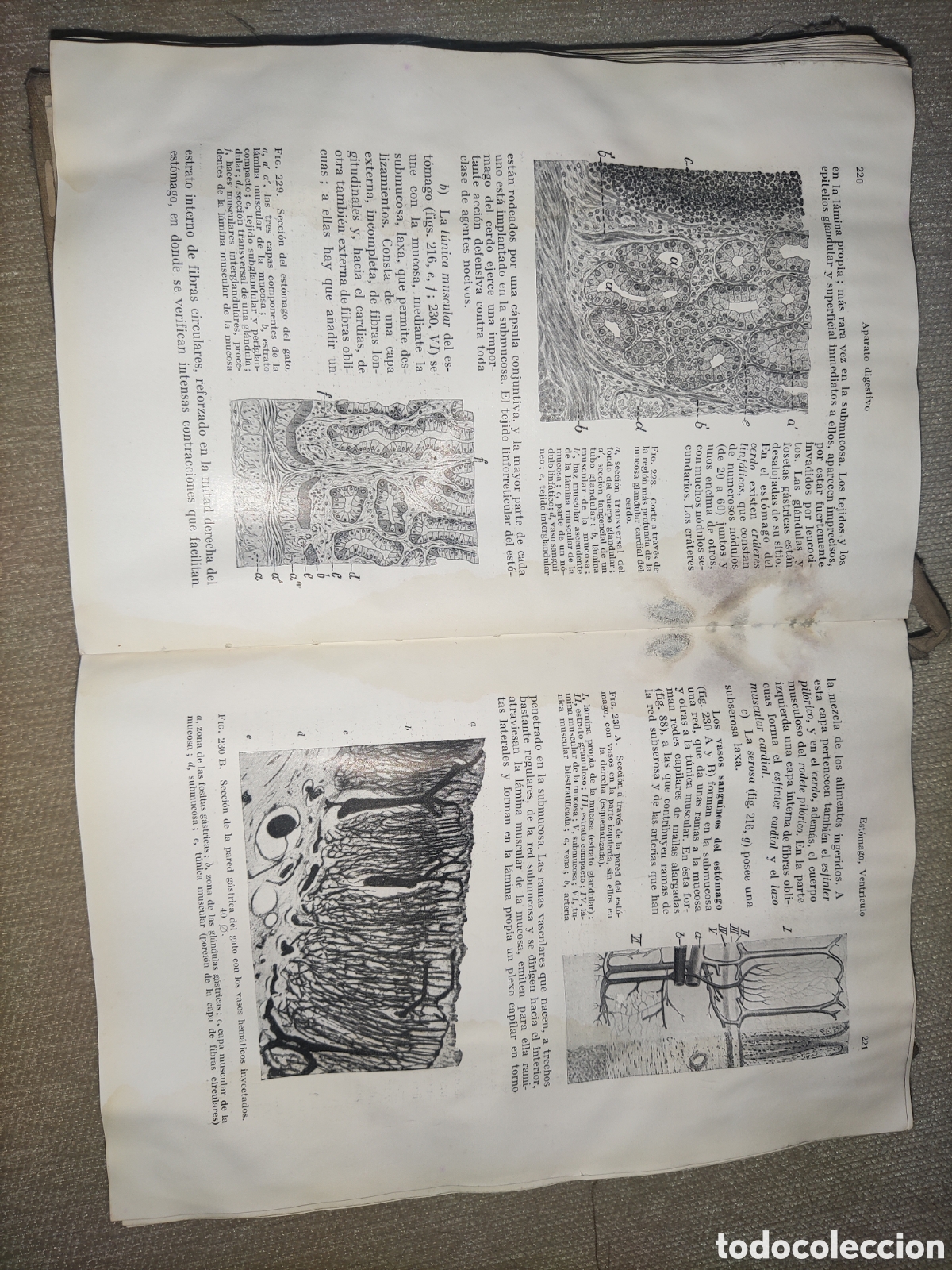 Libros de segunda mano: Histolog&iacute;a y Anatom&iacute;a Comparada.... - Foto 9