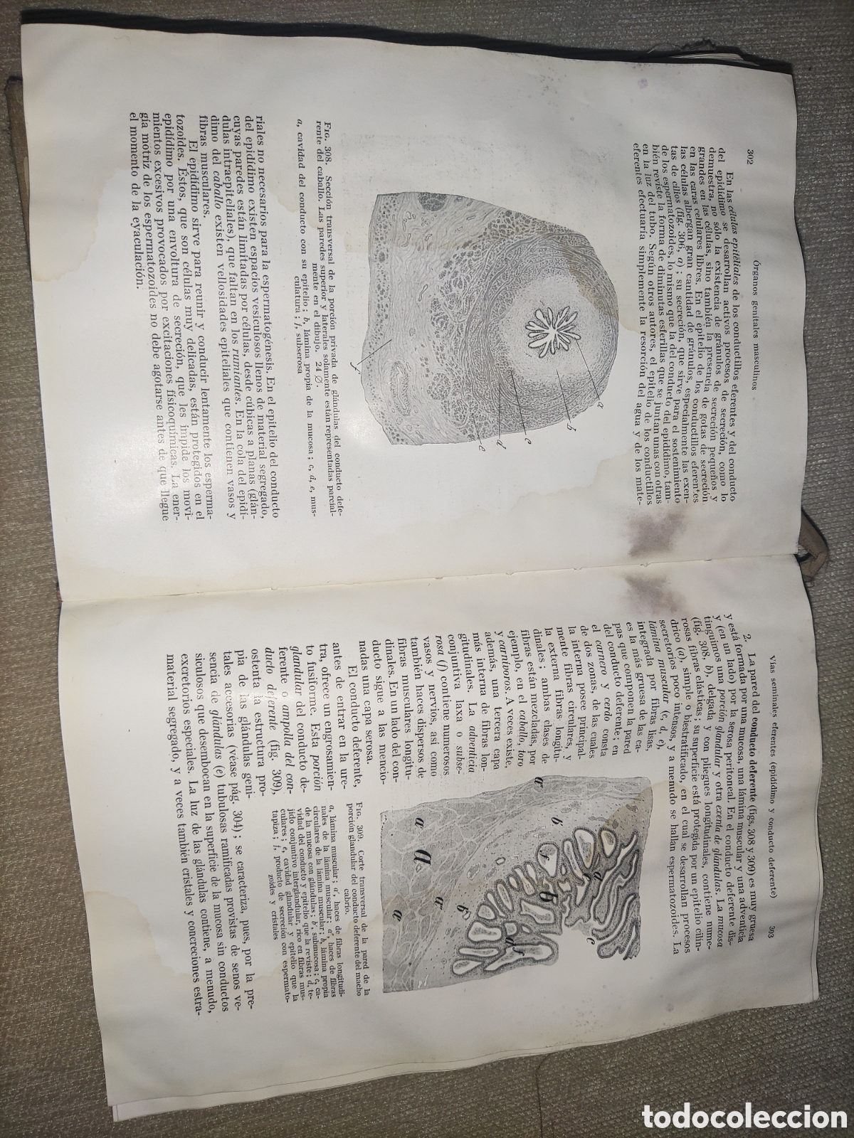 Libros de segunda mano: Histolog&iacute;a y Anatom&iacute;a Comparada.... - Foto 10