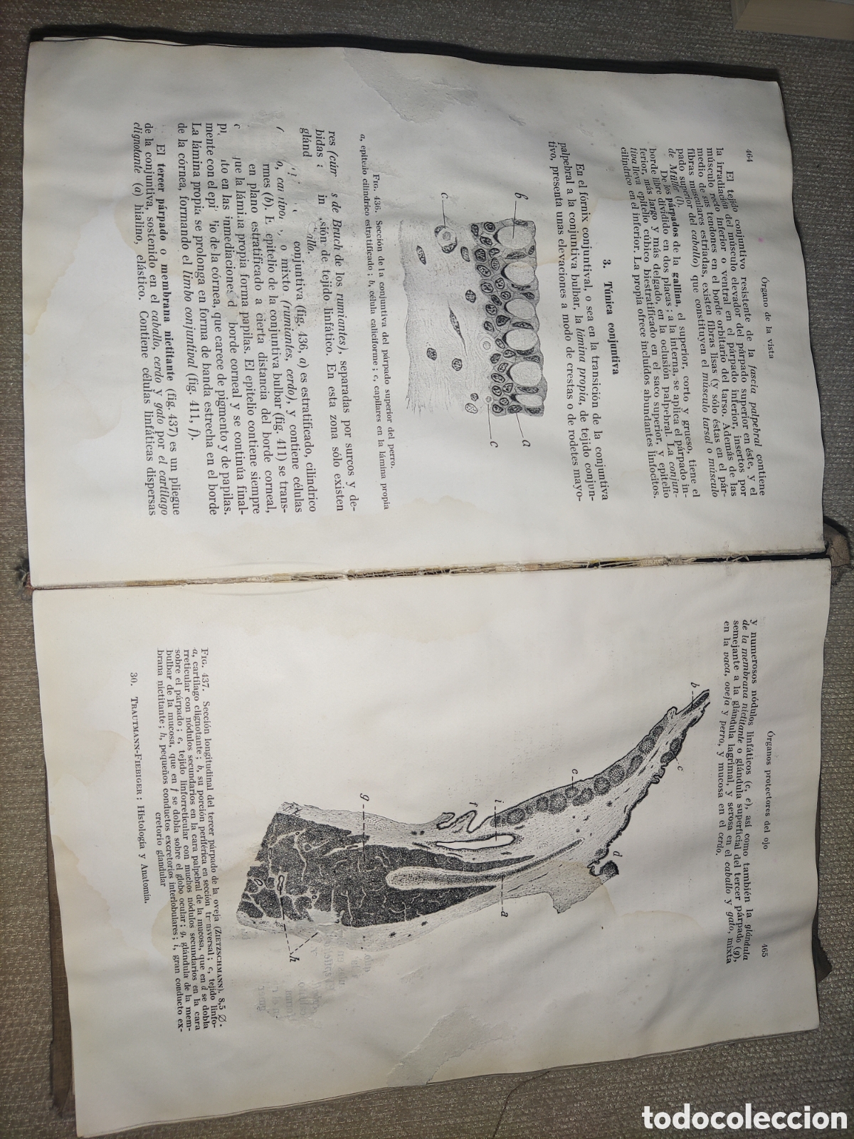 Libros de segunda mano: Histolog&iacute;a y Anatom&iacute;a Comparada.... - Foto 11