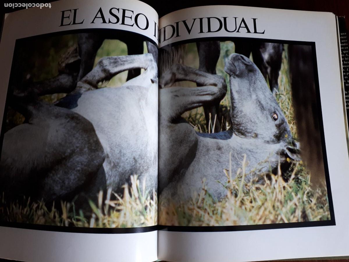 Libros de segunda mano: La vida secreta del caballo.-ROBERT VAVRA. - Foto 6