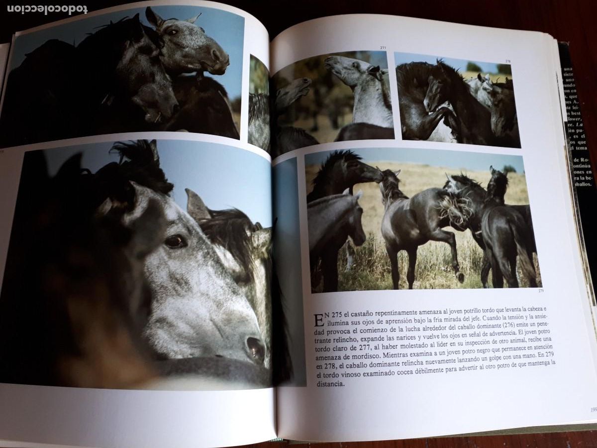 Libros de segunda mano: La vida secreta del caballo.-ROBERT VAVRA. - Foto 7