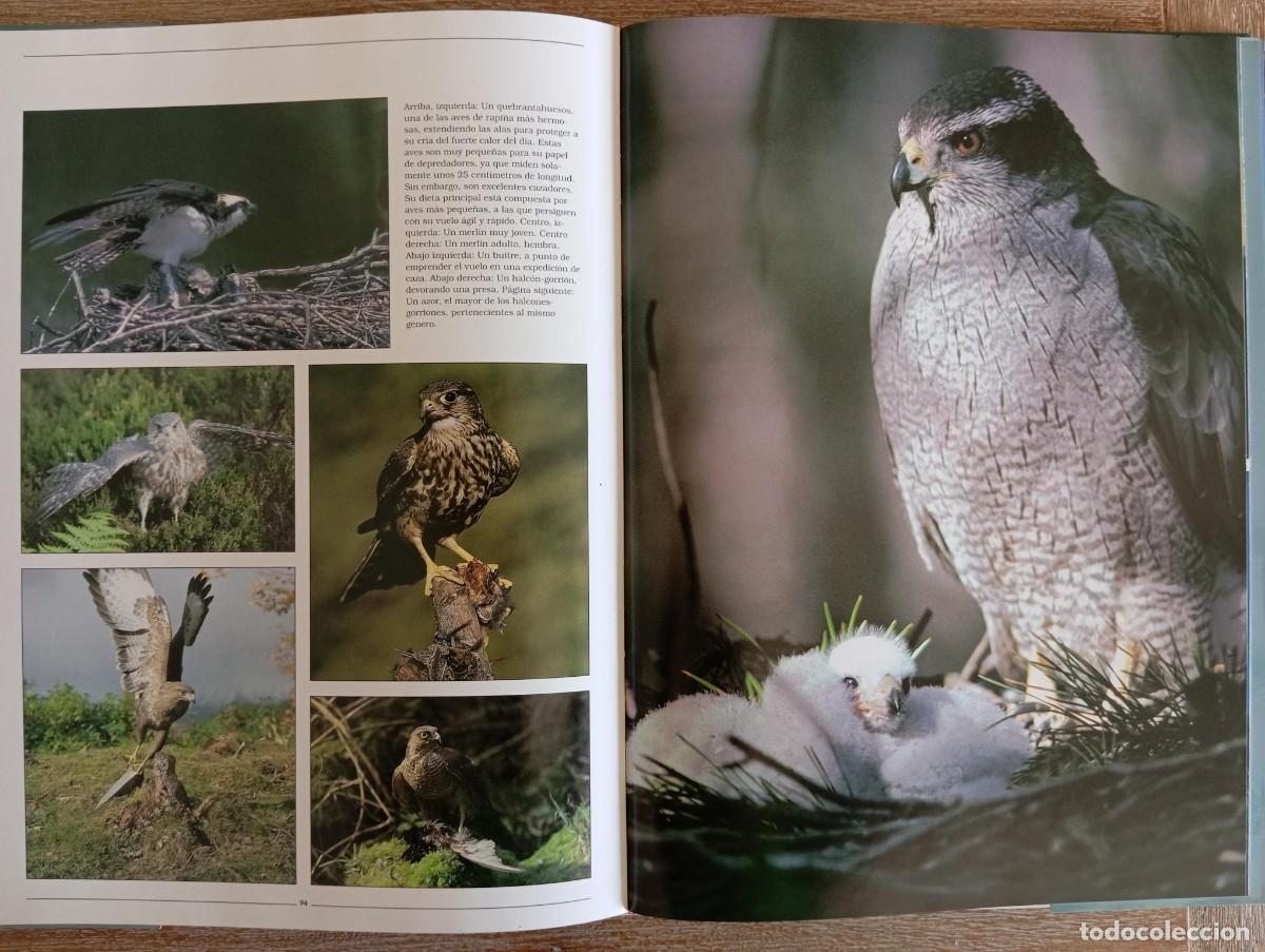 Libros de segunda mano: VIDA SALVAJE LA BELLEZA DE LOS ANIMALES - PETER BELLAMY - Foto 2