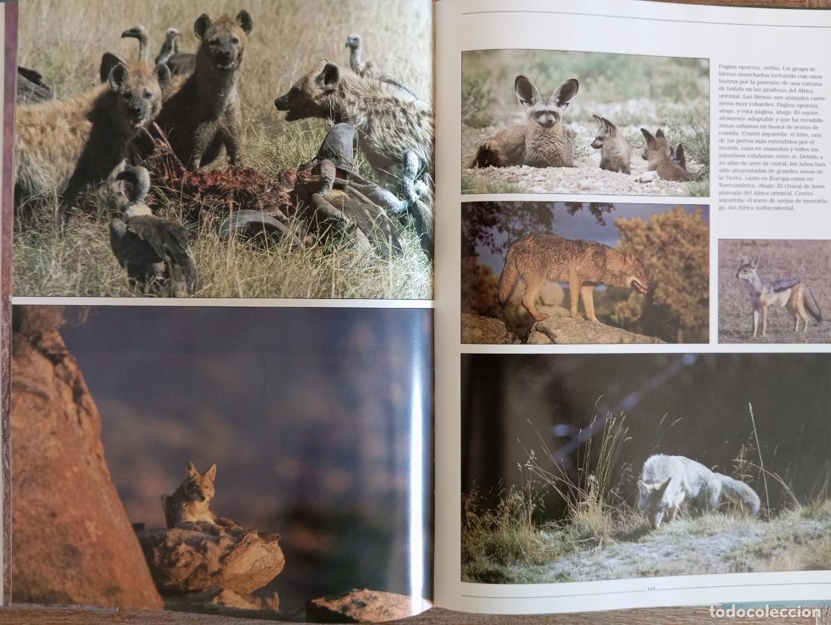 Libros de segunda mano: VIDA SALVAJE LA BELLEZA DE LOS ANIMALES - PETER BELLAMY - Foto 3