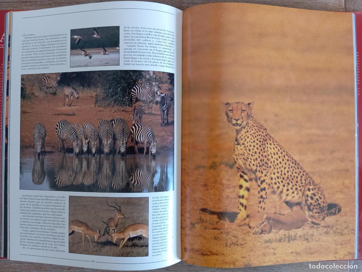 Libros de segunda mano: AFRICA CONTINENTE PODEROSO - RUPERT O. MATTHEWS - Foto 2