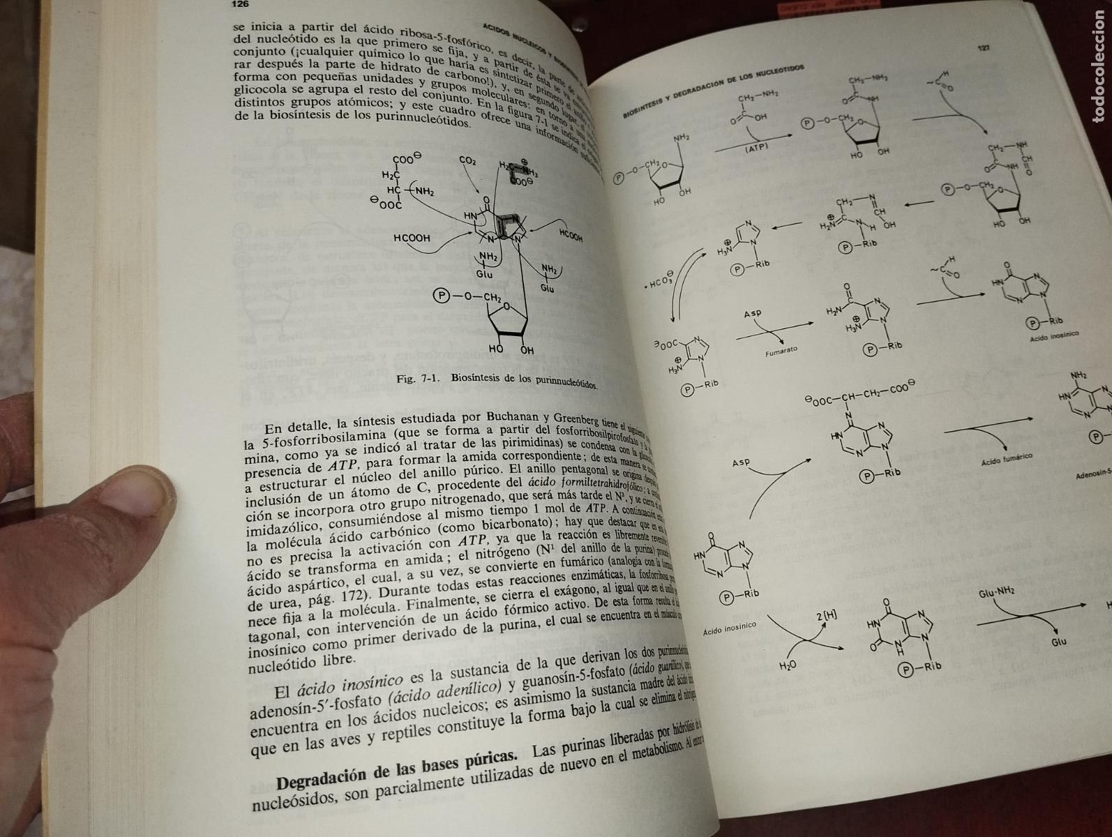 Libros de segunda mano de ciencias: MANUAL DE BIOQU&Iacute;MICA ED. MARIN SA - Foto 2