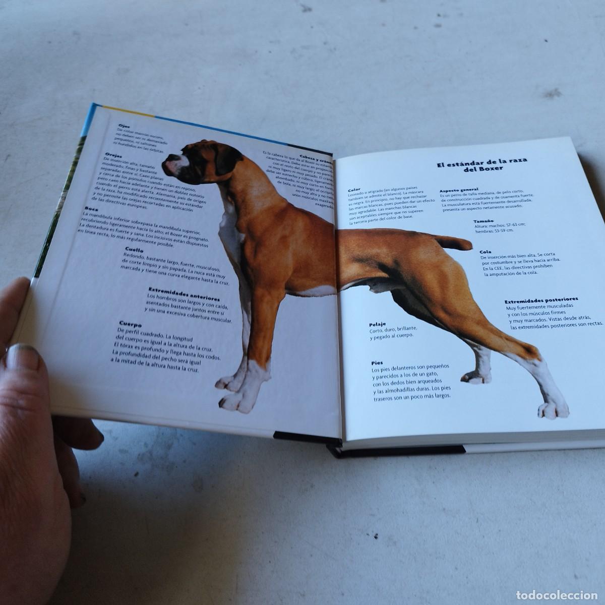 Libros de segunda mano: BOXER / / GRAVOL 50 / HISPANO EUROPEA - Foto 6