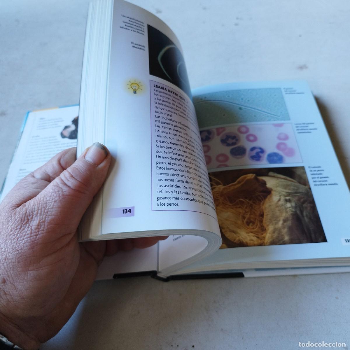 Libros de segunda mano: BOXER / / GRAVOL 50 / HISPANO EUROPEA - Foto 9