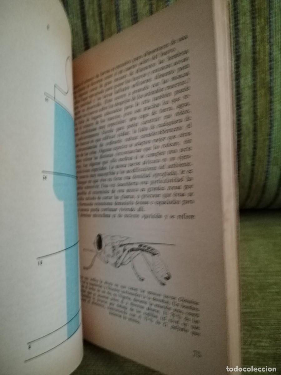 Libros de segunda mano: EL MUNDO DE LOS INSECTOS - Foto 8