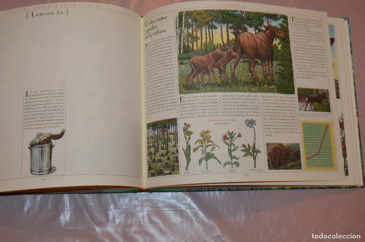 Libros de segunda mano: EL GRAN LIBRO DE LOS ANIMALES - WIESNER/MATTEI - EDAF - Foto 3