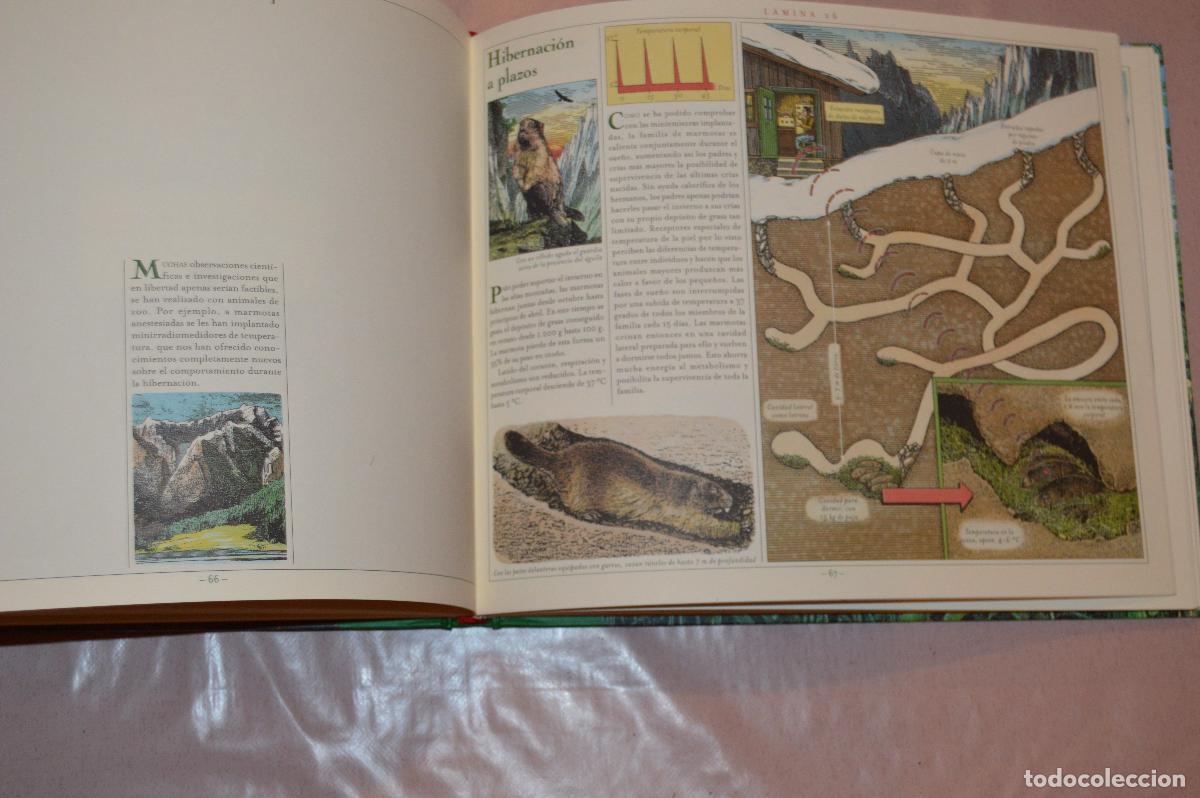 Libros de segunda mano: EL GRAN LIBRO DE LOS ANIMALES - WIESNER/MATTEI - EDAF - Foto 4