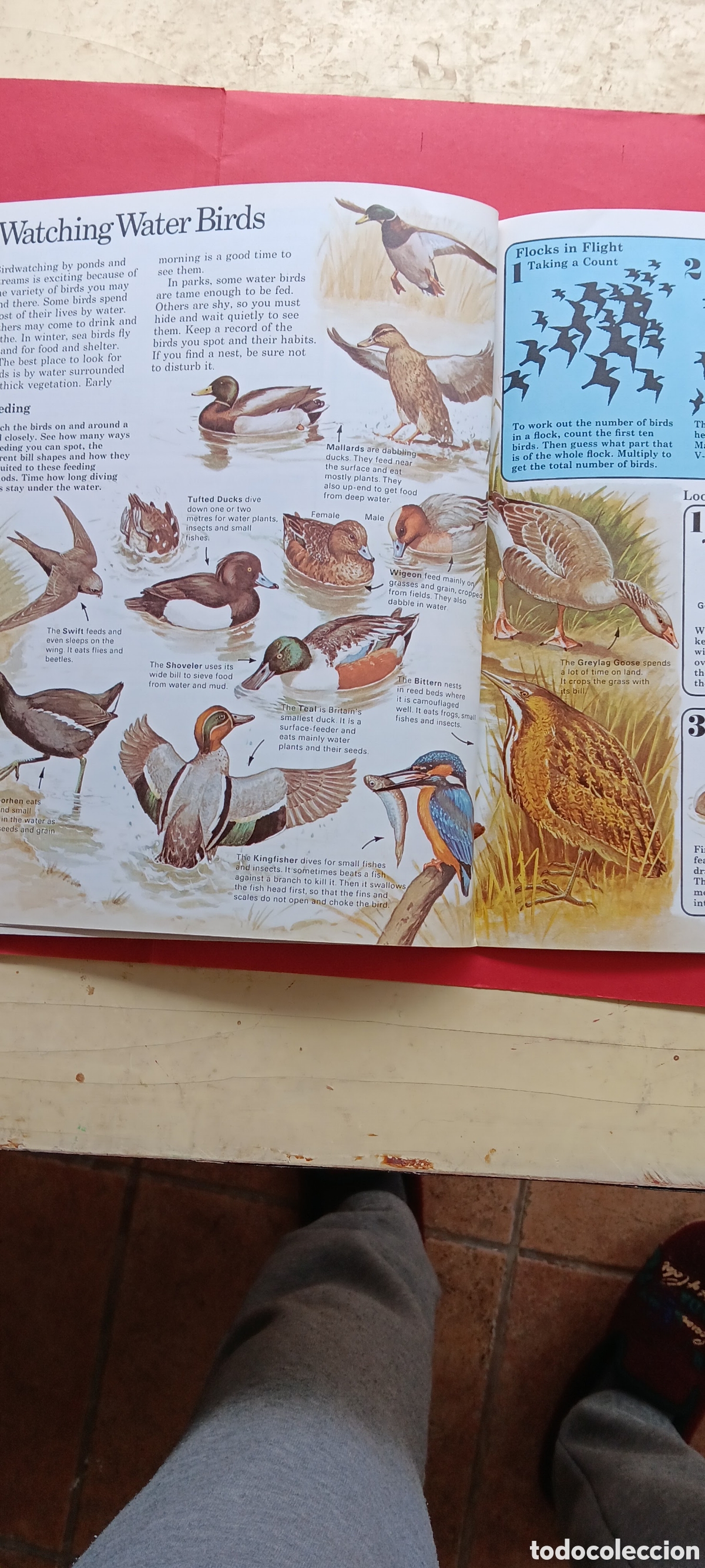 Libros de segunda mano: NATURE TRAILBBOOKS .PONDE&STREAMS.EN INGL&Eacute;S - Foto 2