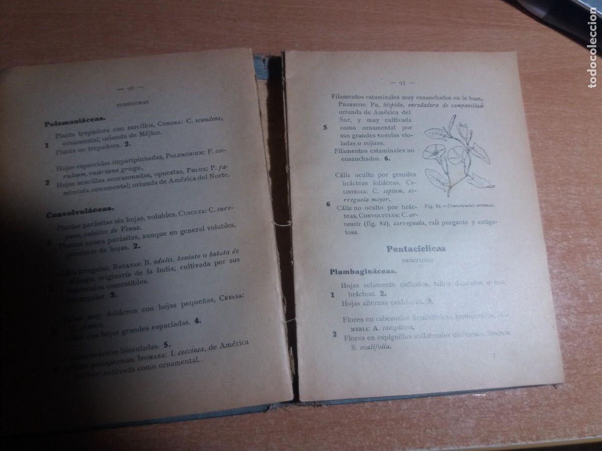Libros de segunda mano: FLORA DE ESPA&Ntilde;A. CELSO AR&Eacute;VALO - Foto 13