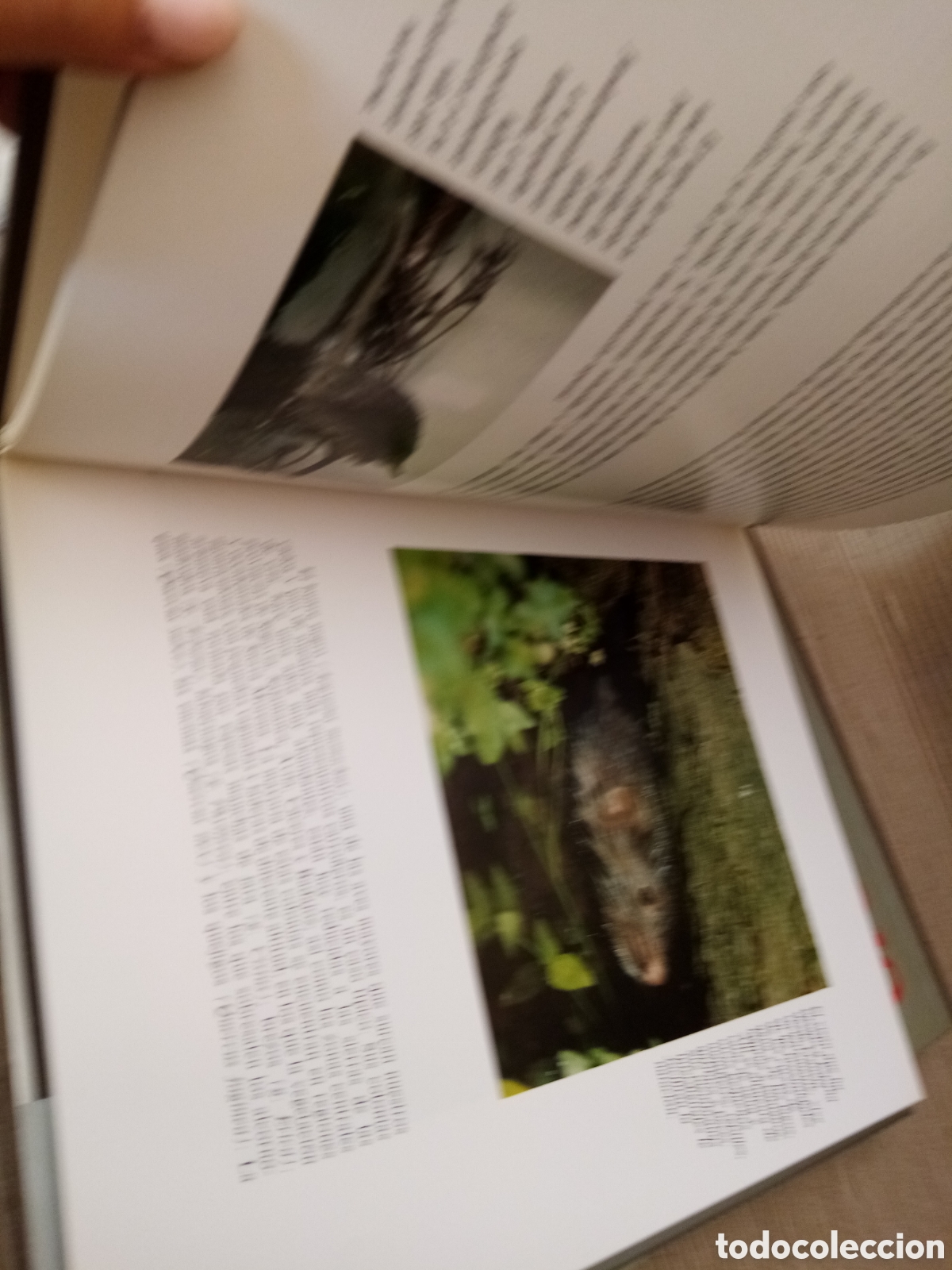 Libros de segunda mano: El libro rojo de la fauna espa&ntilde;ola - Lu&iacute;s Blas Aritio - - Foto 3