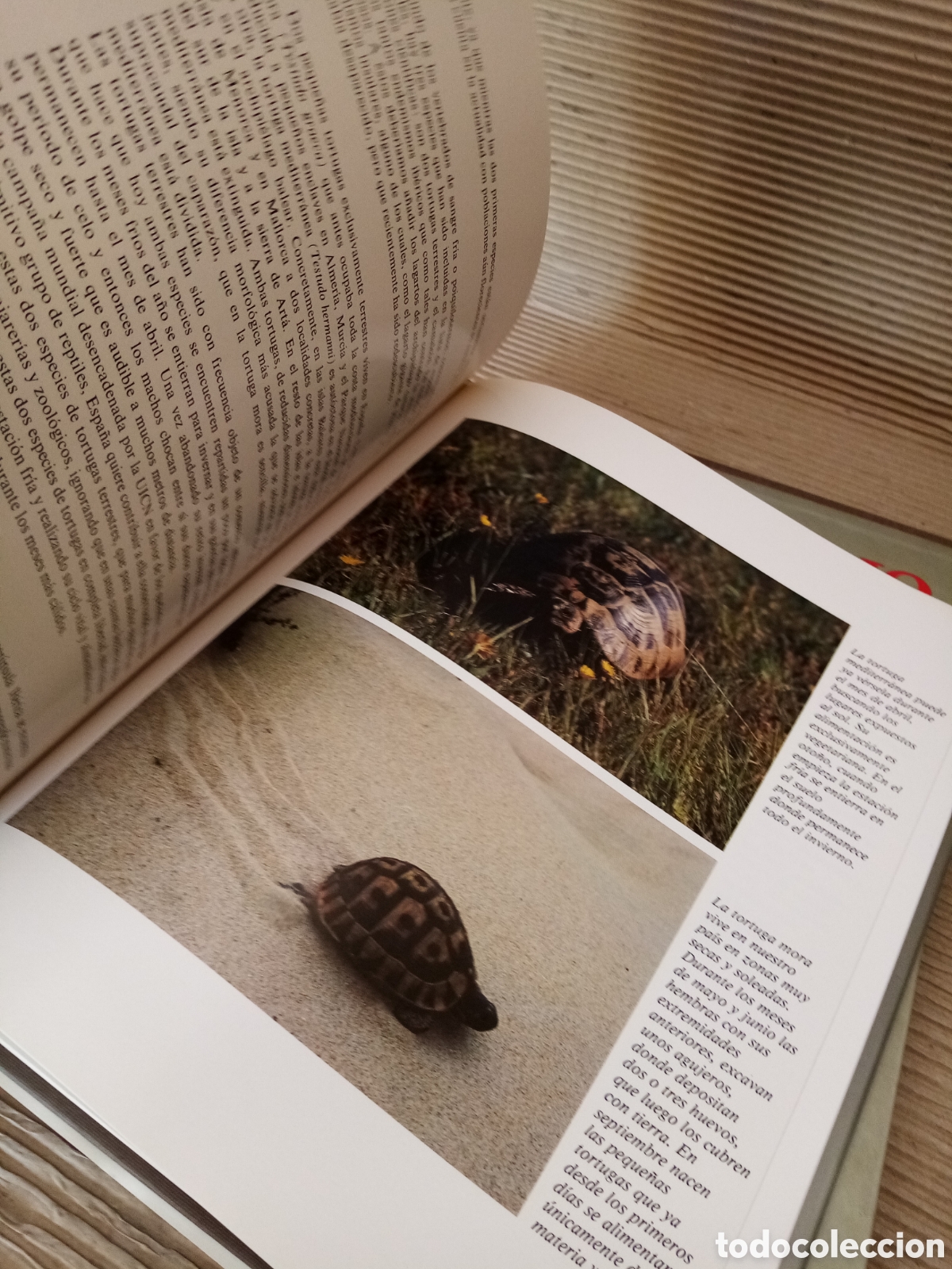 Libros de segunda mano: El libro rojo de la fauna espa&ntilde;ola - Lu&iacute;s Blas Aritio - - Foto 4