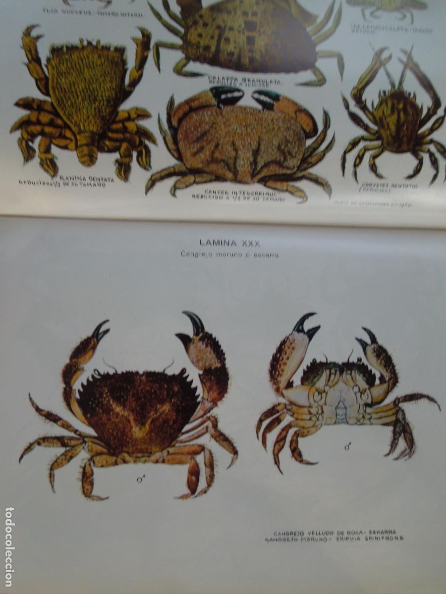 Libros de segunda mano: LOS MARISCOS - ROBERTO LOTINA BENGURIA - 1973. - Foto 3