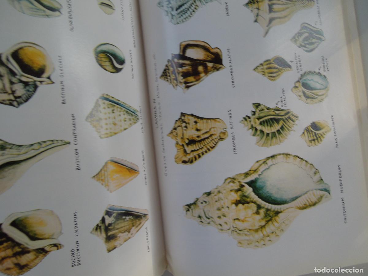 Libros de segunda mano: LOS MARISCOS - ROBERTO LOTINA BENGURIA - 1973. - Foto 4