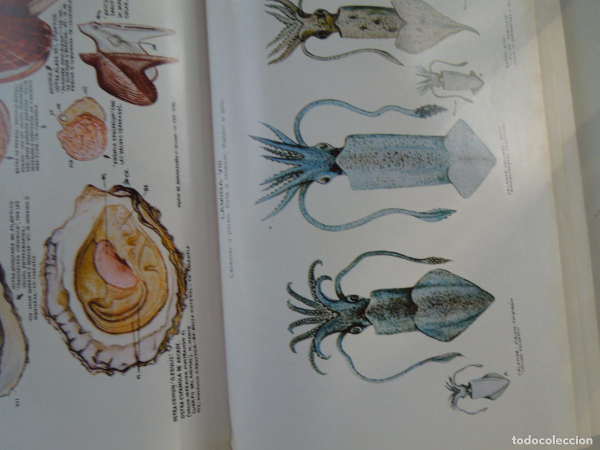 Libros de segunda mano: LOS MARISCOS - ROBERTO LOTINA BENGURIA - 1973. - Foto 5