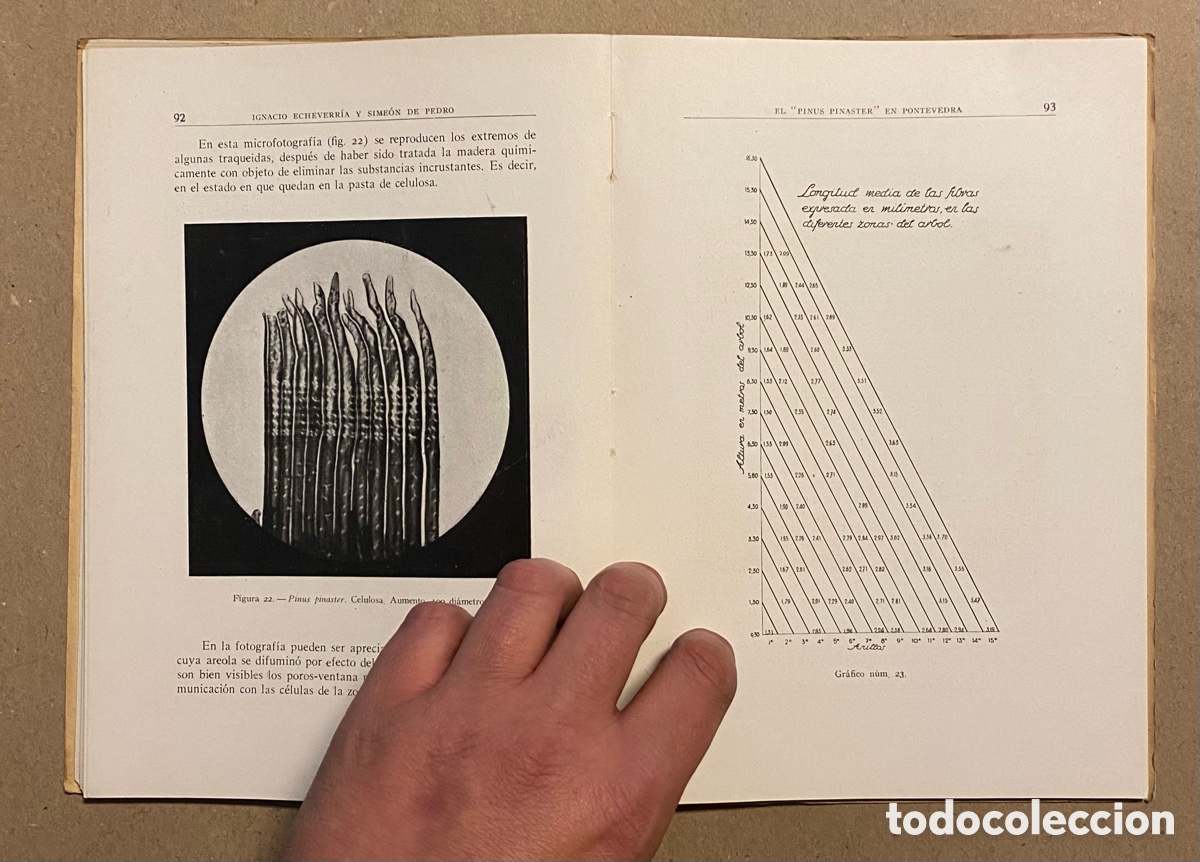 Libros de segunda mano: EL PINUS PINASTER EN PONTEVEDRA. IGNACIO ECHEBERRIA Y SIME&Oacute;N DE PEDRO. - Foto 8