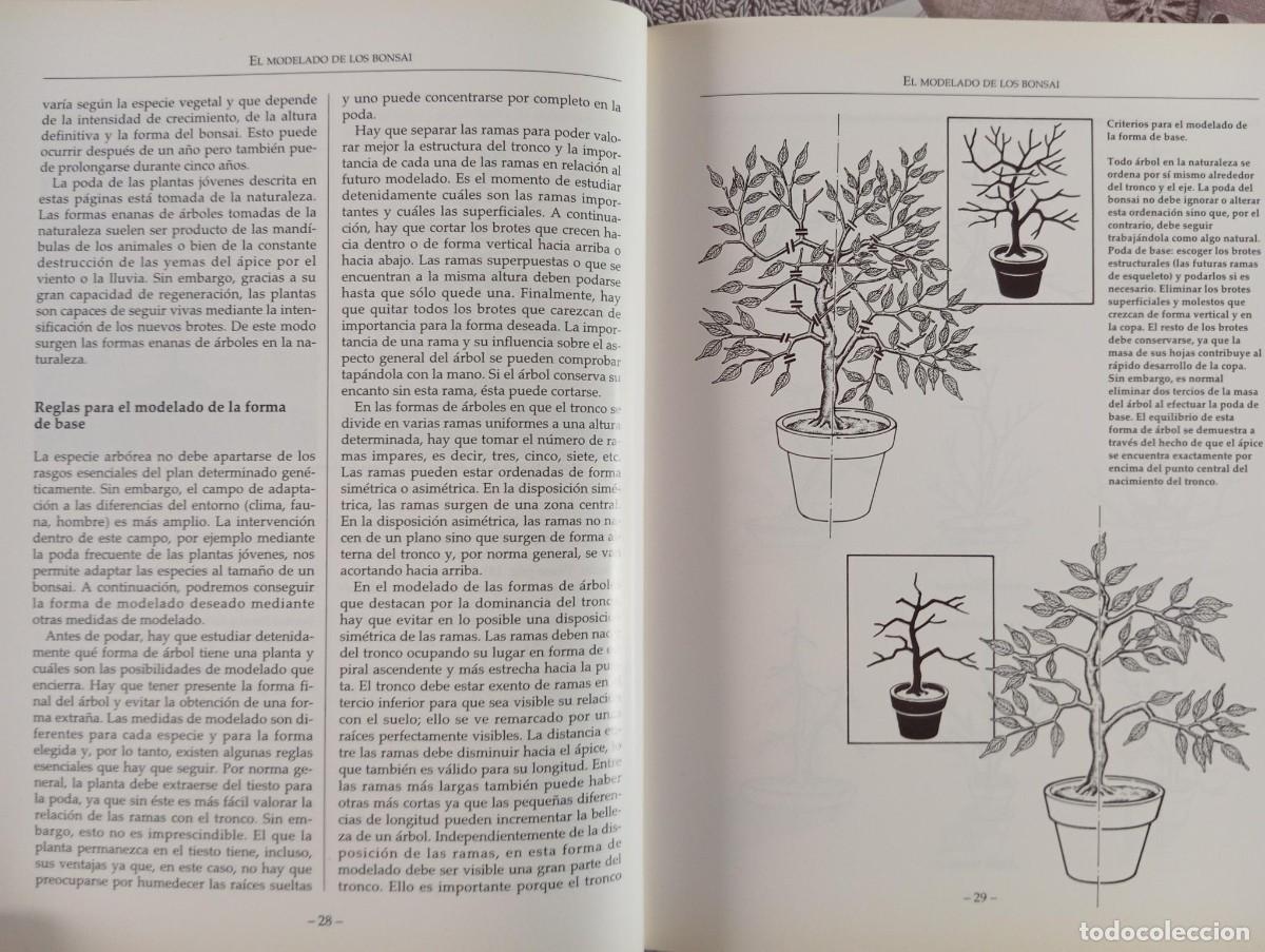 Libros de segunda mano: EL LIBRO DEL BONSAI DE INTERIOR - WOLFGANG KAWOLLEK - Foto 4