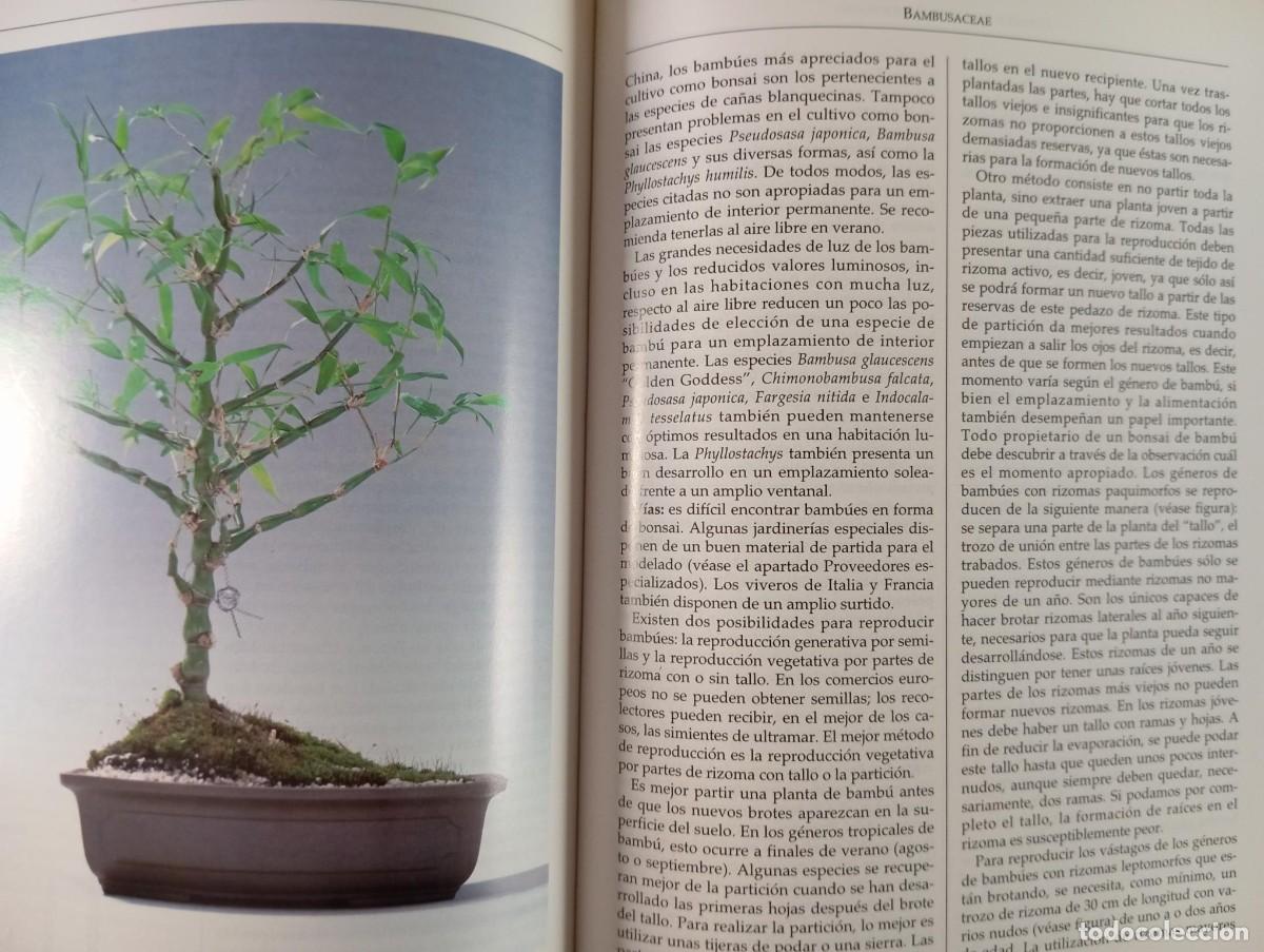 Libros de segunda mano: EL LIBRO DEL BONSAI DE INTERIOR - WOLFGANG KAWOLLEK - Foto 6