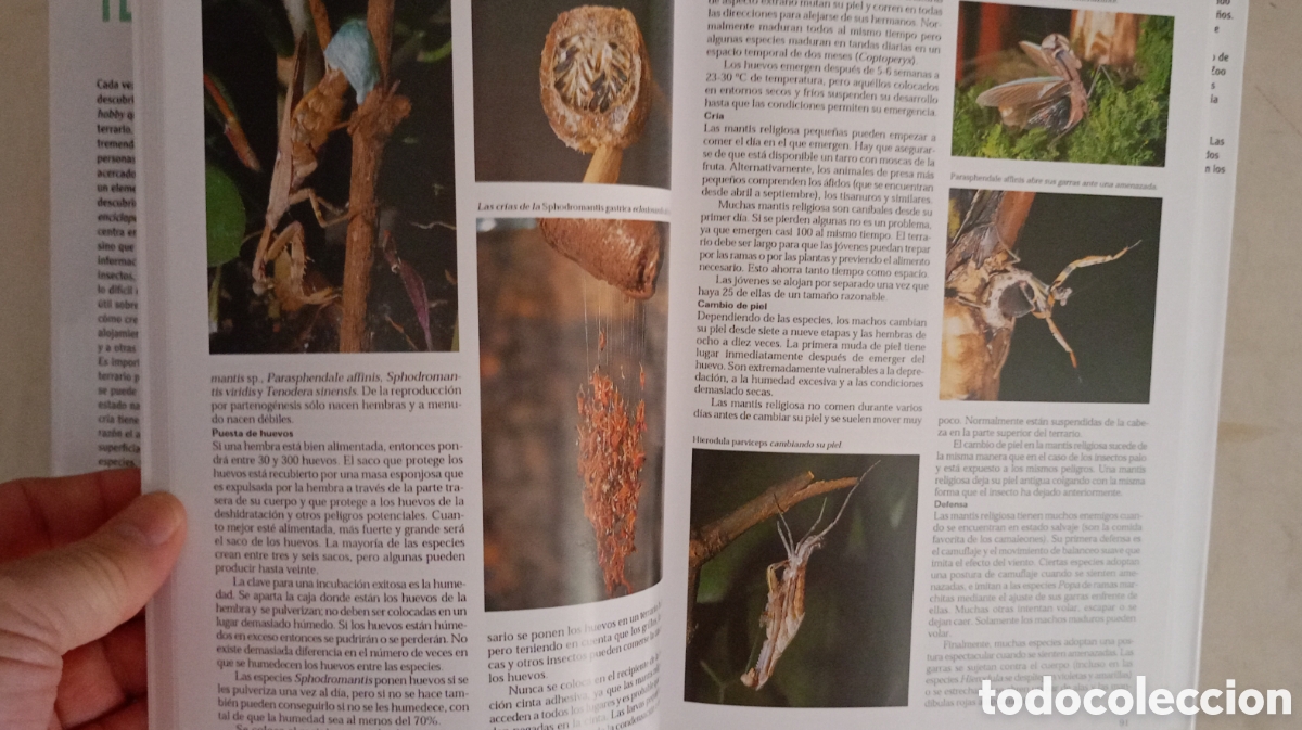 Libros de segunda mano: LA ENCICLOPEDIA DEL TERRARIO Eugene Bruins - Foto 11