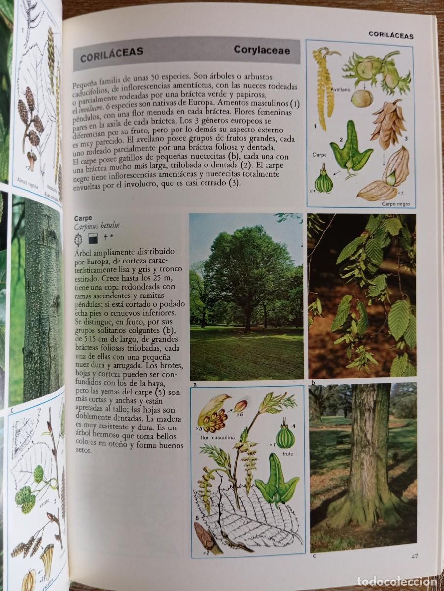 Libros de segunda mano: ARBOLES Y ARBUSTOS DE EUROPA - OLEG POLUNIN - Foto 3