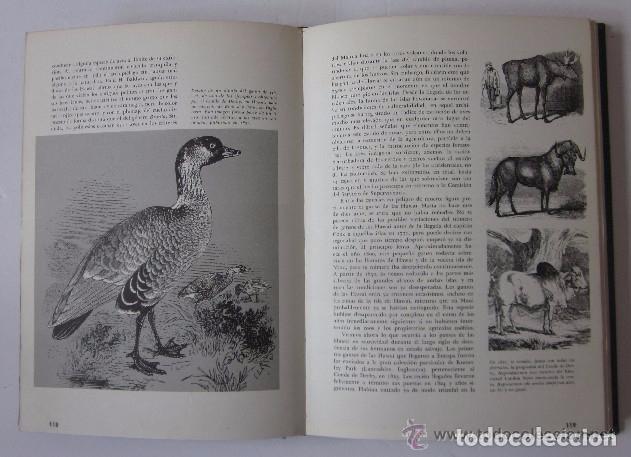 Libros de segunda mano: ANIMALES EXOTICOS - JAMES FISCHER - Foto 3
